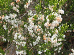 Erica glomiflora