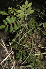 Passiflora tenuiloba