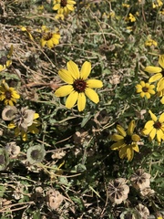 Berlandiera lyrata