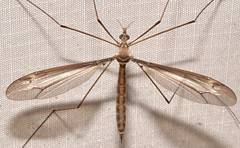 Tipula tricolor