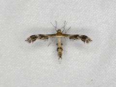 Dejongia lobidactylus