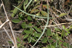 Passiflora tenuiloba