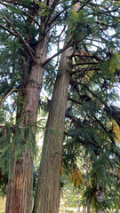 Cryptomeria japonica