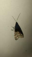 Machadoia xanthosticta