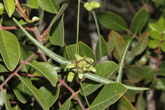 Passiflora tenuiloba