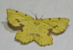 Xanthotype urticaria