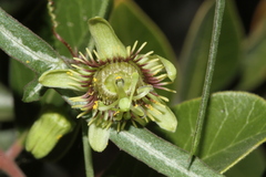 Passiflora tenuiloba