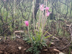 Knowltonia tenuifolia