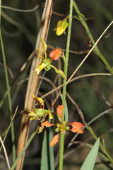 Galphimia angustifolia