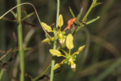 Galphimia angustifolia