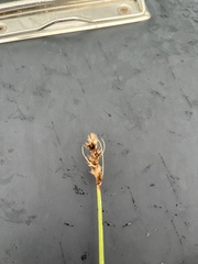 Carex otrubae