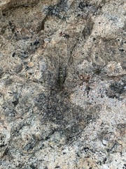 Petrobius brevistylis