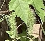 Setaria