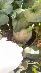 Cucumis melo