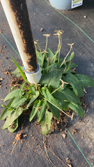 Anemopsis californica