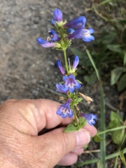 Penstemon cinicola