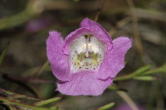 Agalinis edwardsiana