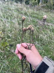 Centaurea jacea