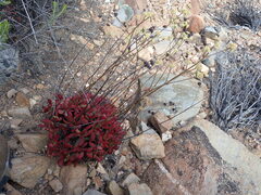 Crassula atropurpurea