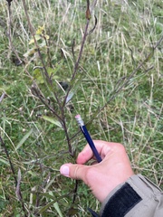Centaurea jacea