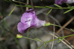 Agalinis edwardsiana