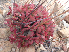 Crassula atropurpurea
