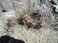 Austrocactus spiniflorus