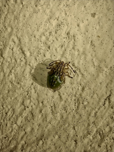 bzdocha sivá (Elasmucha grisea)