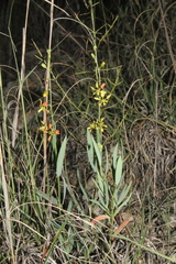 Galphimia angustifolia
