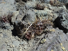 Austrocactus spiniflorus