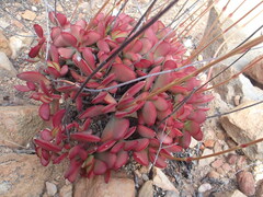Crassula atropurpurea
