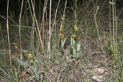 Galphimia angustifolia
