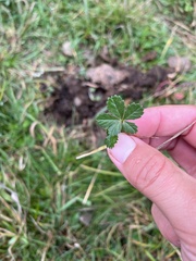 Potentilla reptans