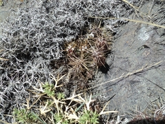 Austrocactus spiniflorus