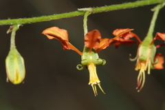 Galphimia angustifolia