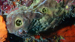 Smenospongia conulosa