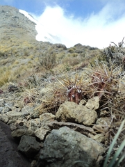 Austrocactus spiniflorus