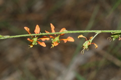 Galphimia angustifolia