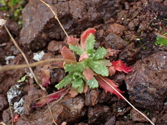 Micranthes ferruginea