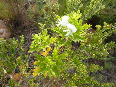 Pelargonium ribifolium