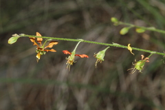 Galphimia angustifolia