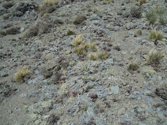 Austrocactus spiniflorus