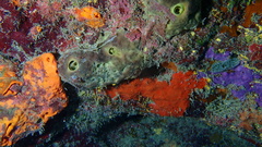 Smenospongia conulosa