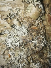 Hypogymnia