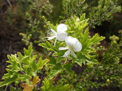 Pelargonium ribifolium