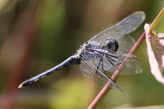 Erythrodiplax minuscula