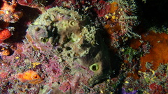 Smenospongia conulosa