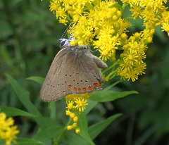 Satyrium titus