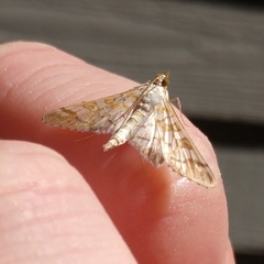 Epipagis fenestralis