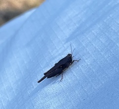 Tettigidea lateralis